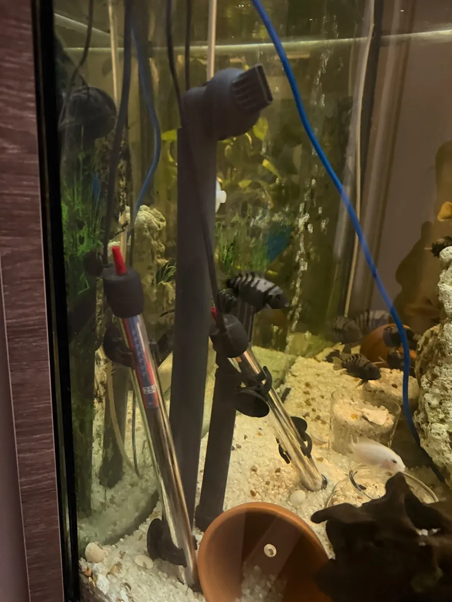350L Aquarium/ Fish Tank - Complete Setup For Sale - Image 4