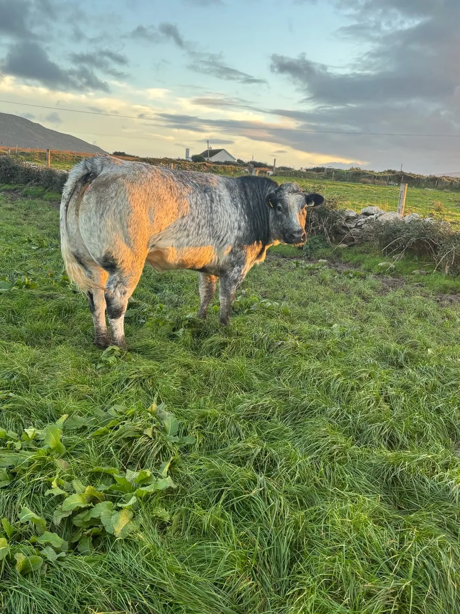 Breeding show heifer - Image 4