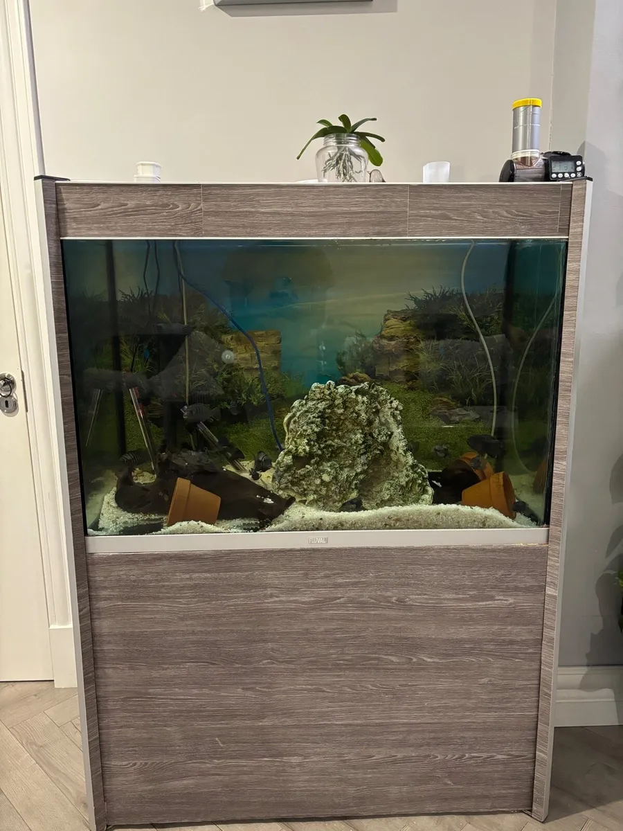 350L Aquarium/ Fish Tank - Complete Setup For Sale - Image 2