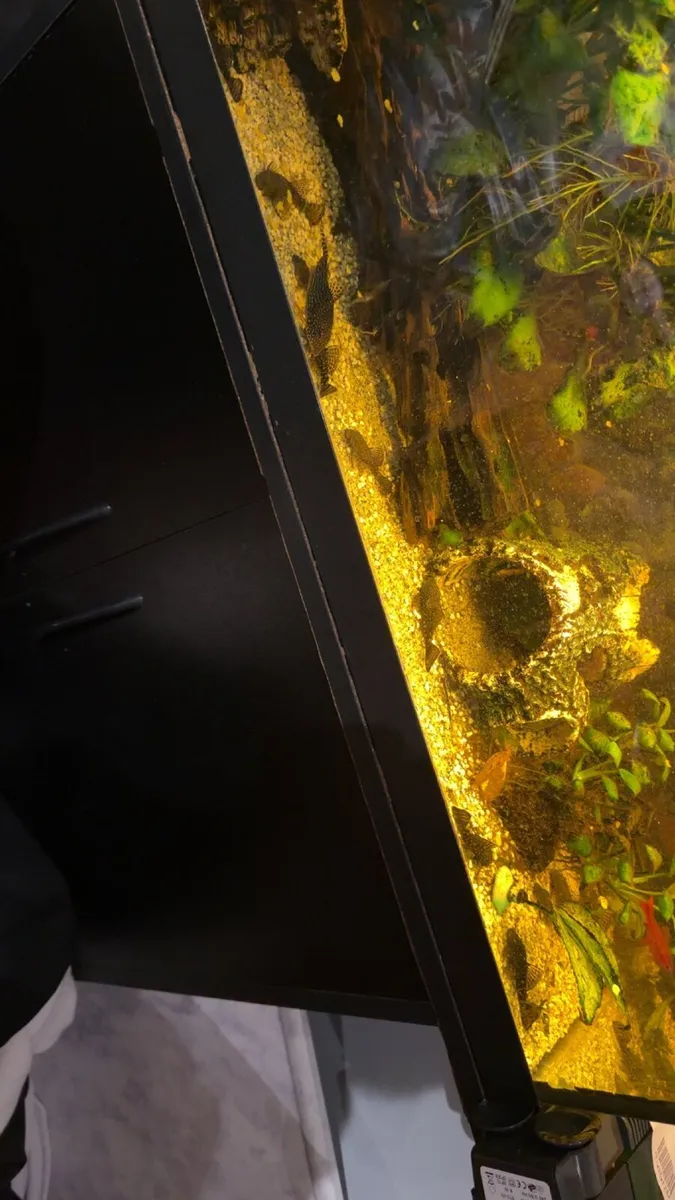 Spotted pleco’s for sale - Image 1