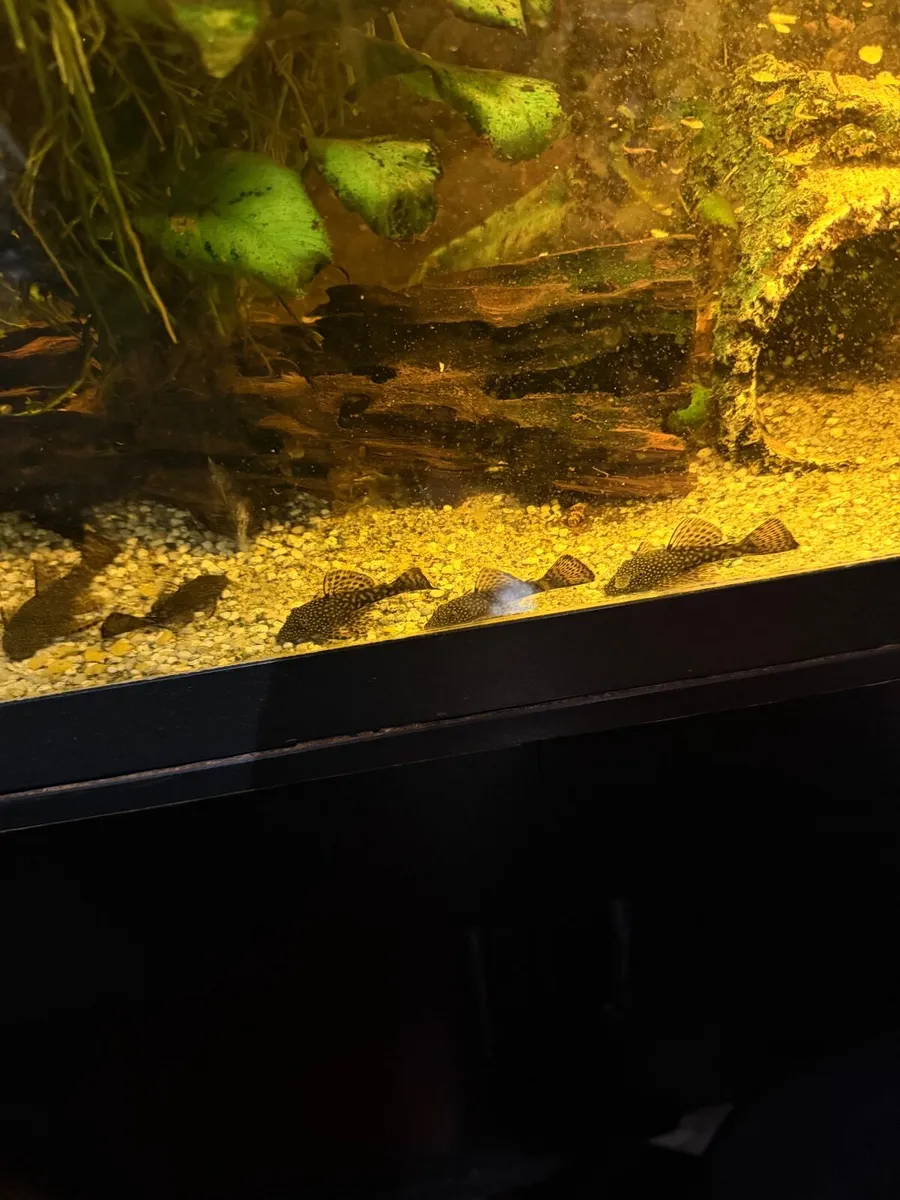 Spotted pleco’s for sale - Image 2