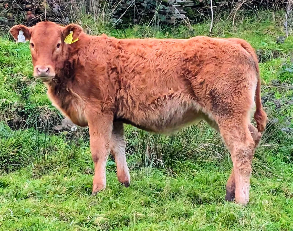 Pedigree Limousin Cow and calf Balla 31st October - Image 4
