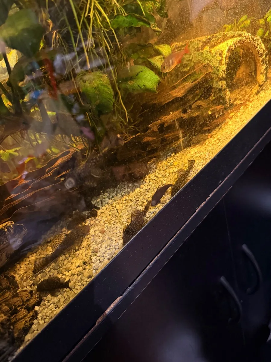 Spotted pleco’s for sale - Image 3