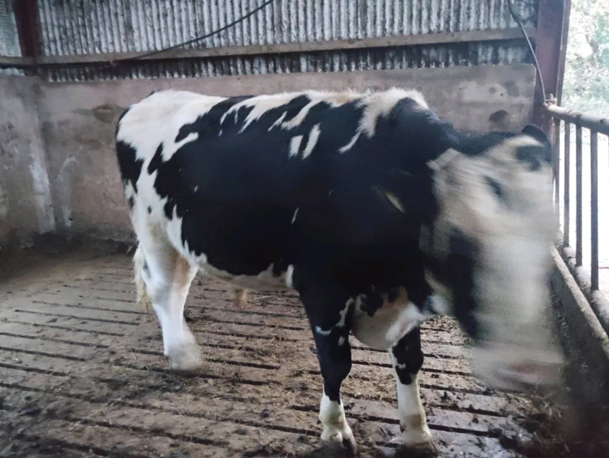 Fr bull - Image 4