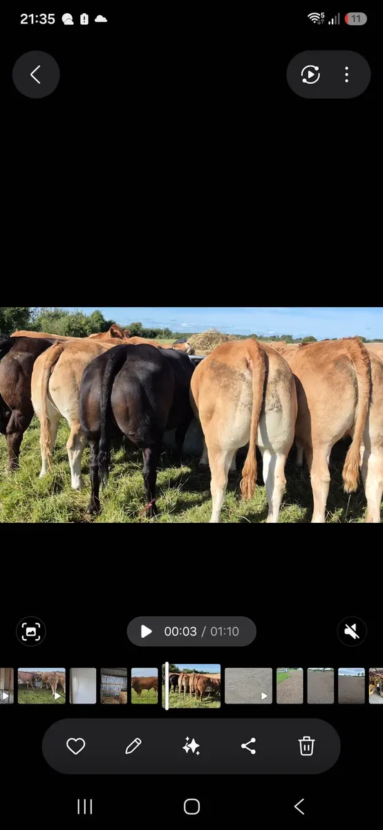 INCALF HEIFERS - Image 1