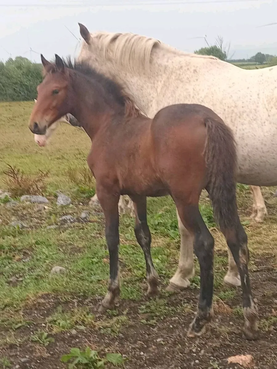 Bay sports foal - Image 2