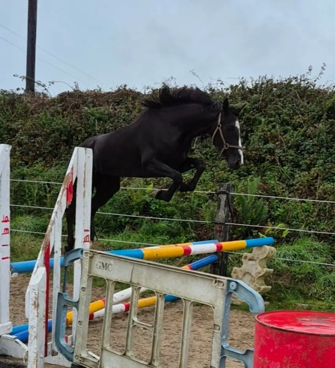 3yo Future Trend Black filly - Image 3