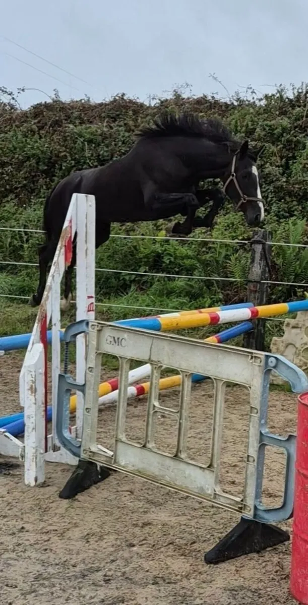 3yo Future Trend Black filly - Image 1