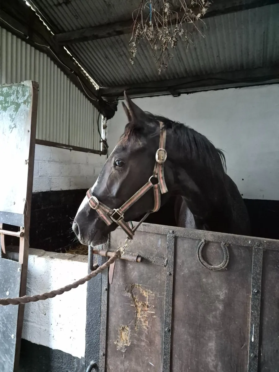 3yo Future Trend Black filly - Image 4