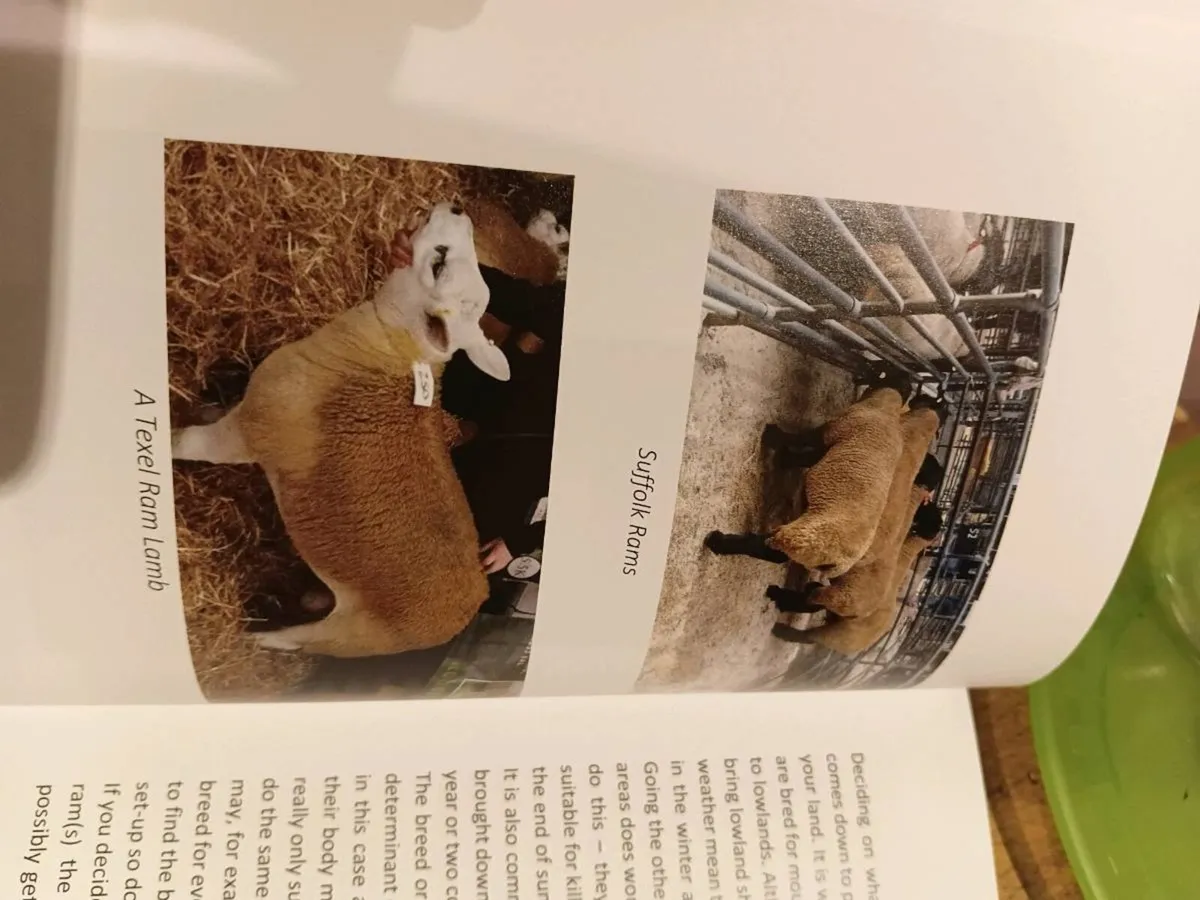Sheep Farming Book - Image 4