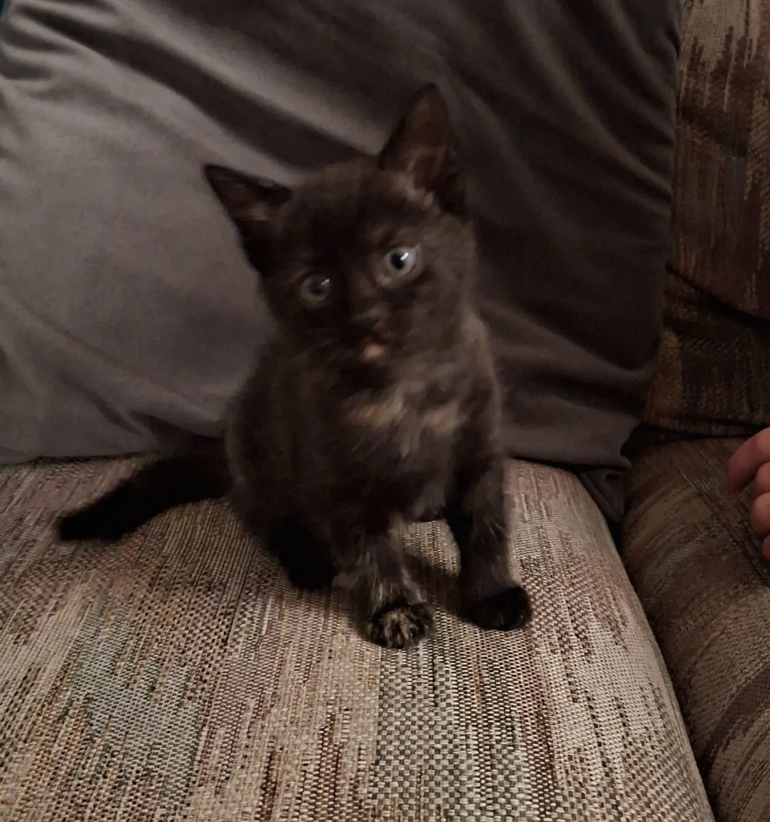 Kittens - Image 2