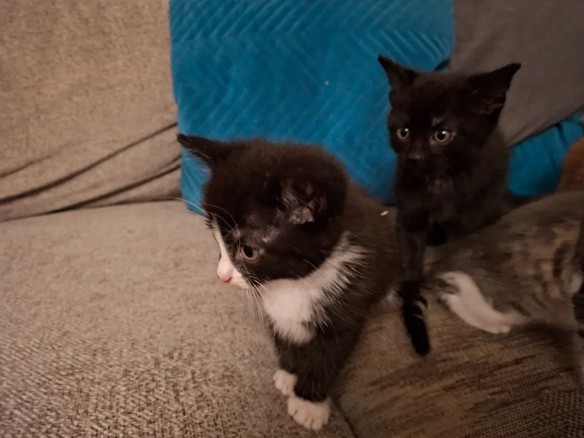 Kittens - Image 3