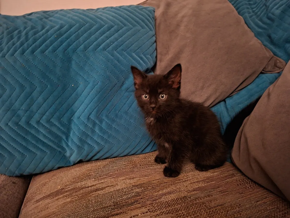 Kittens - Image 4
