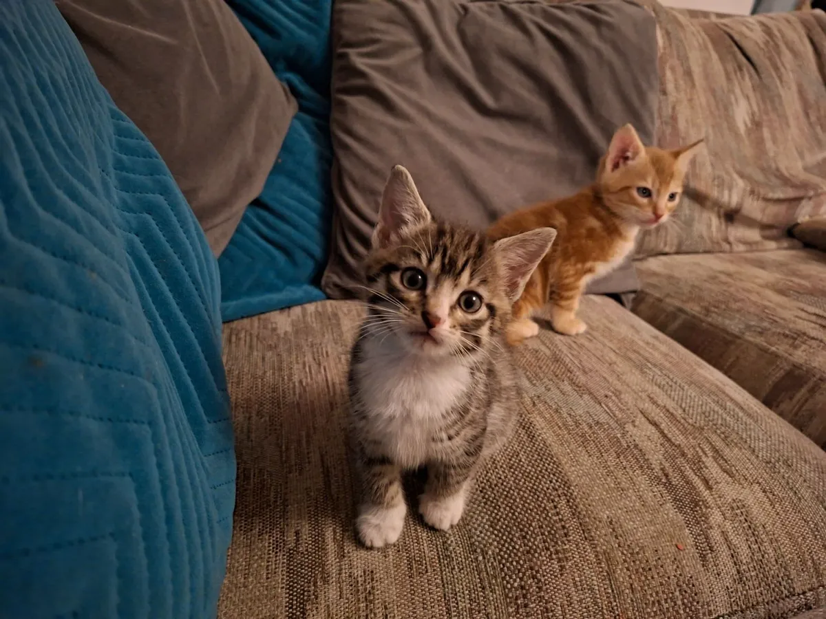 Kittens - Image 1