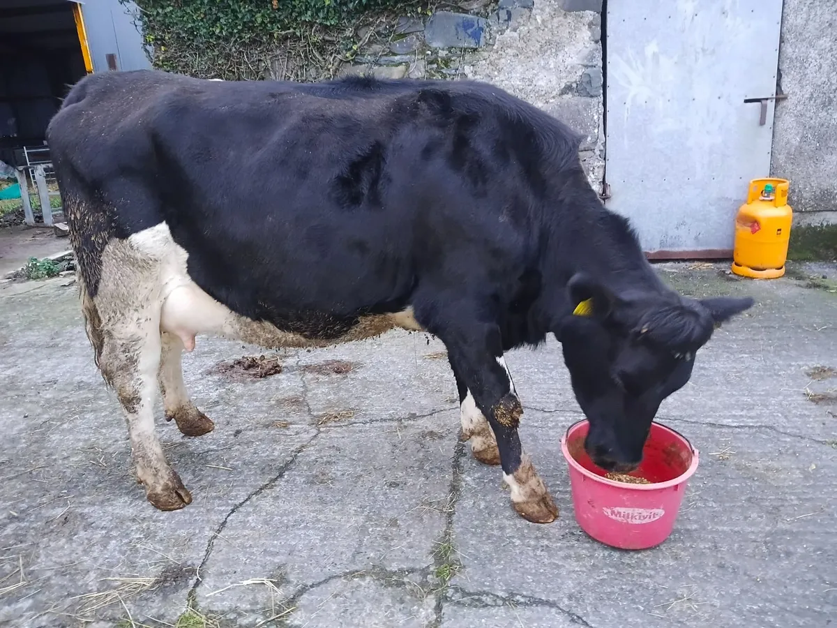 Dairy cow - Image 1