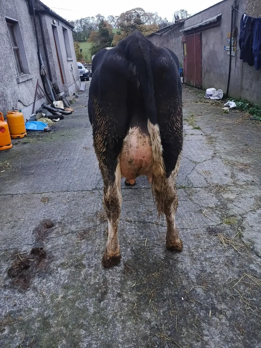 Dairy cow - Image 2