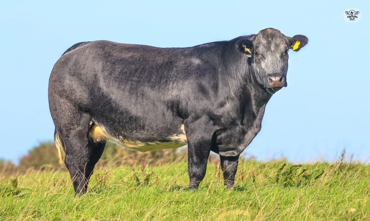 In Calf Heifers - Image 1