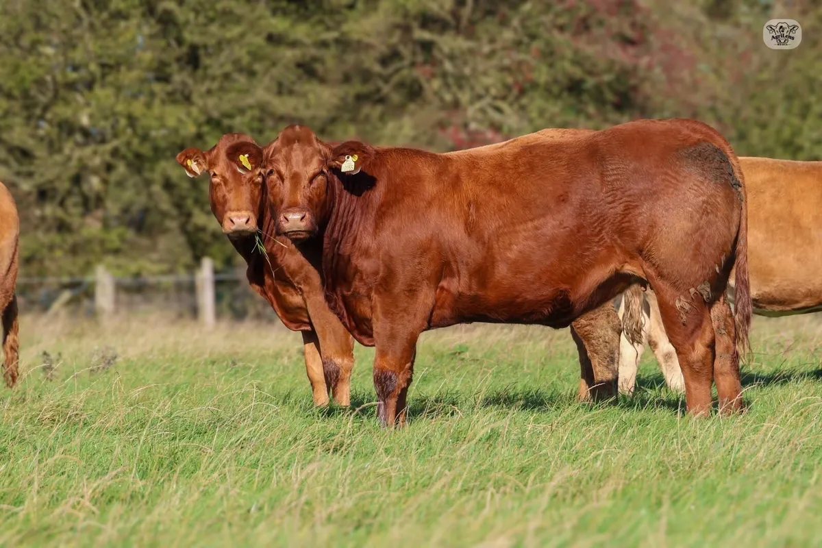 In Calf Heifers - Image 2
