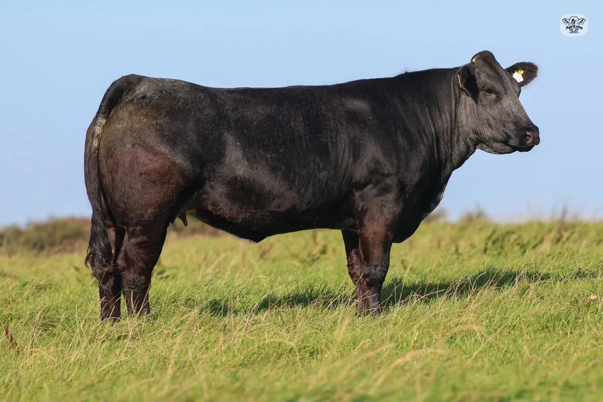In Calf Heifers - Image 3