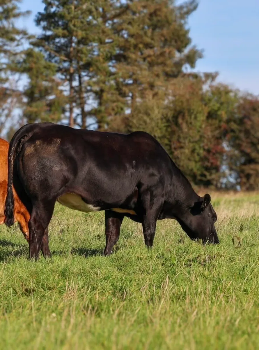 In Calf Heifers - Image 4