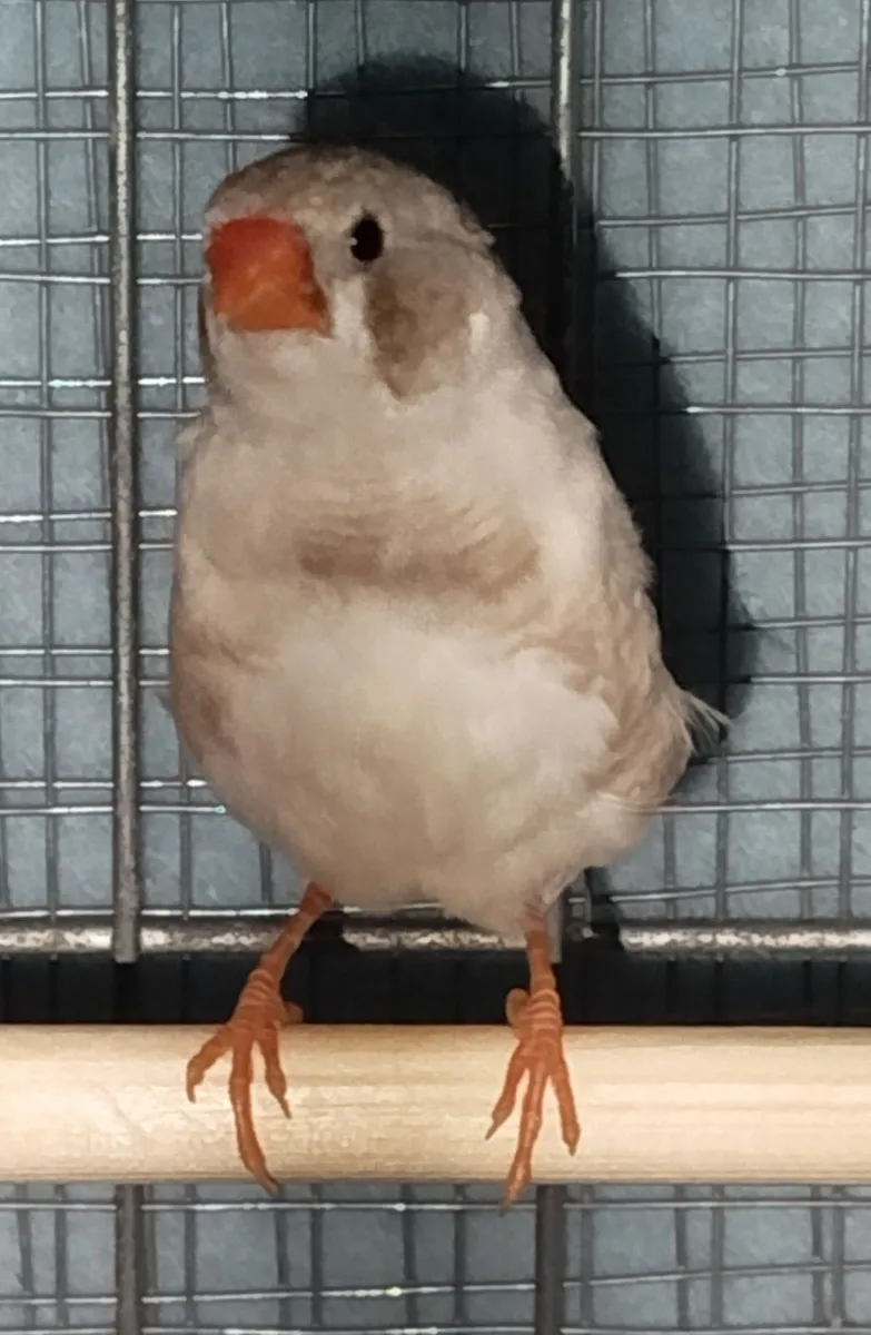 Zebra finch-For trade or sale. - Image 1