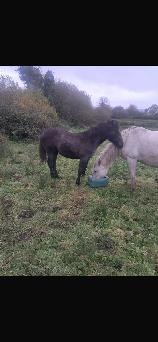 Strong Connemara Colt and Filly foals for sale - Image 1