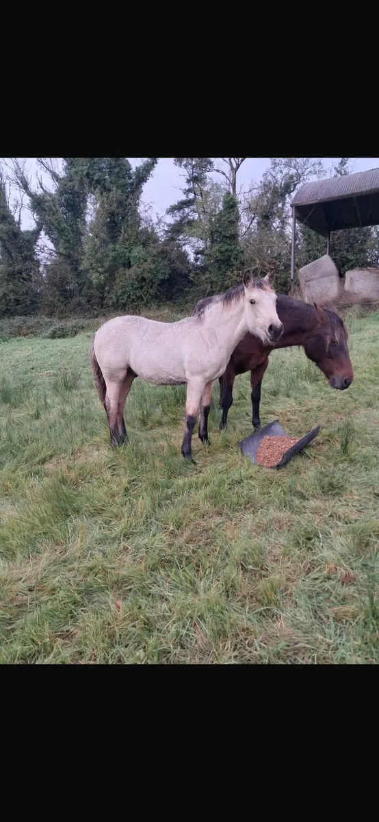 Strong Connemara Colt and Filly foals for sale - Image 2