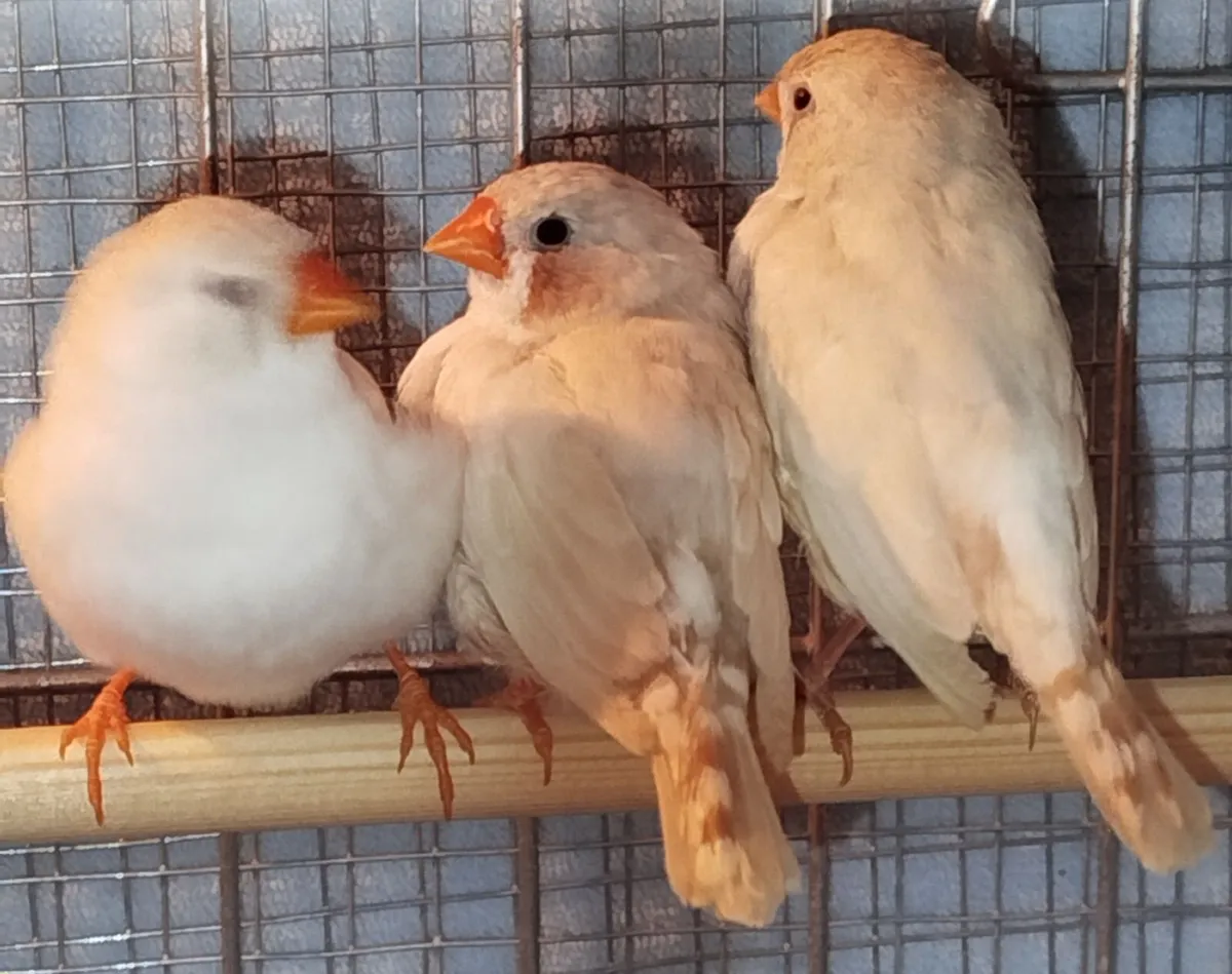 Zebra finch-For trade or sale. - Image 2