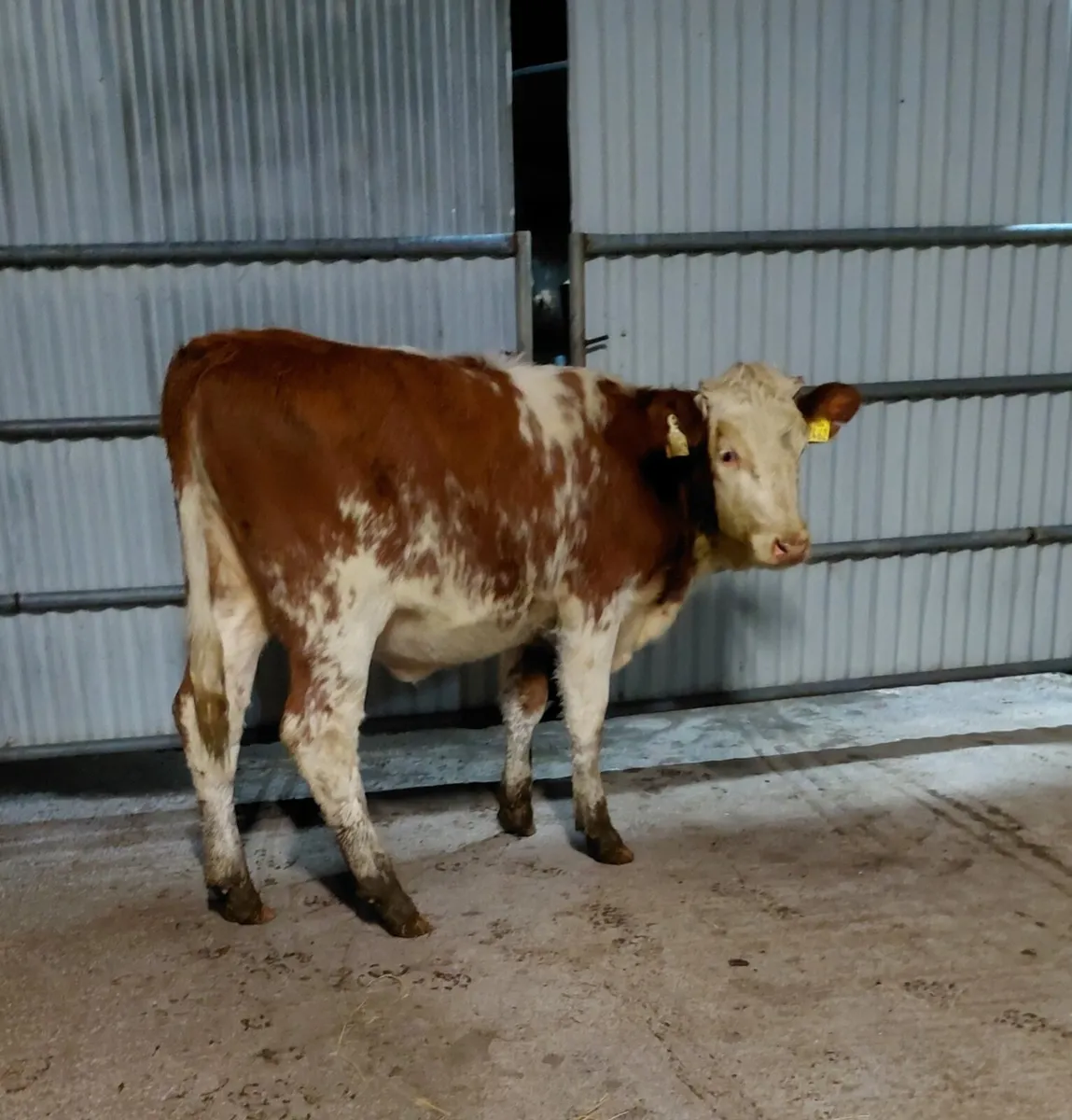 Super cow maker. - Image 3