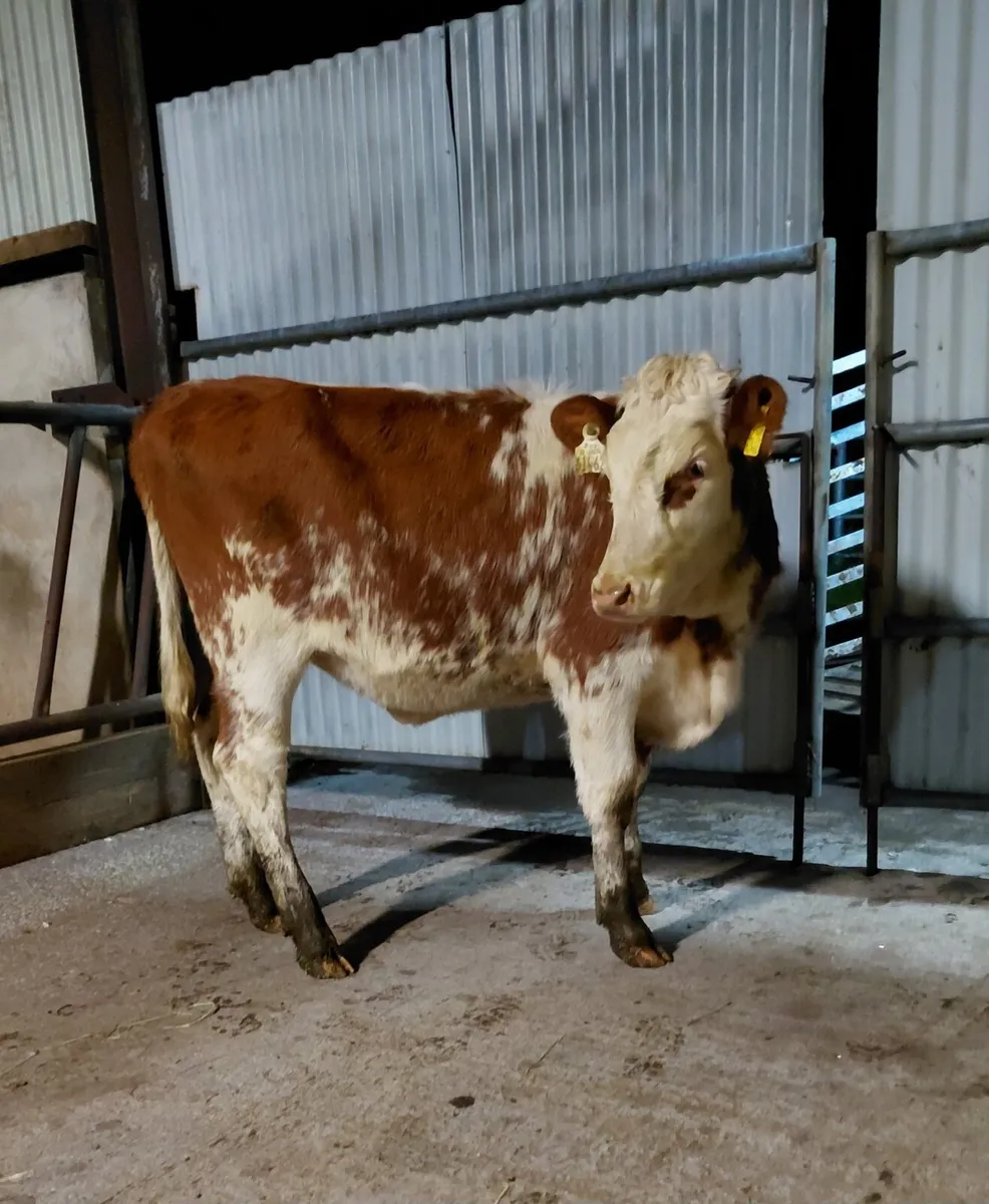 Super cow maker. - Image 1