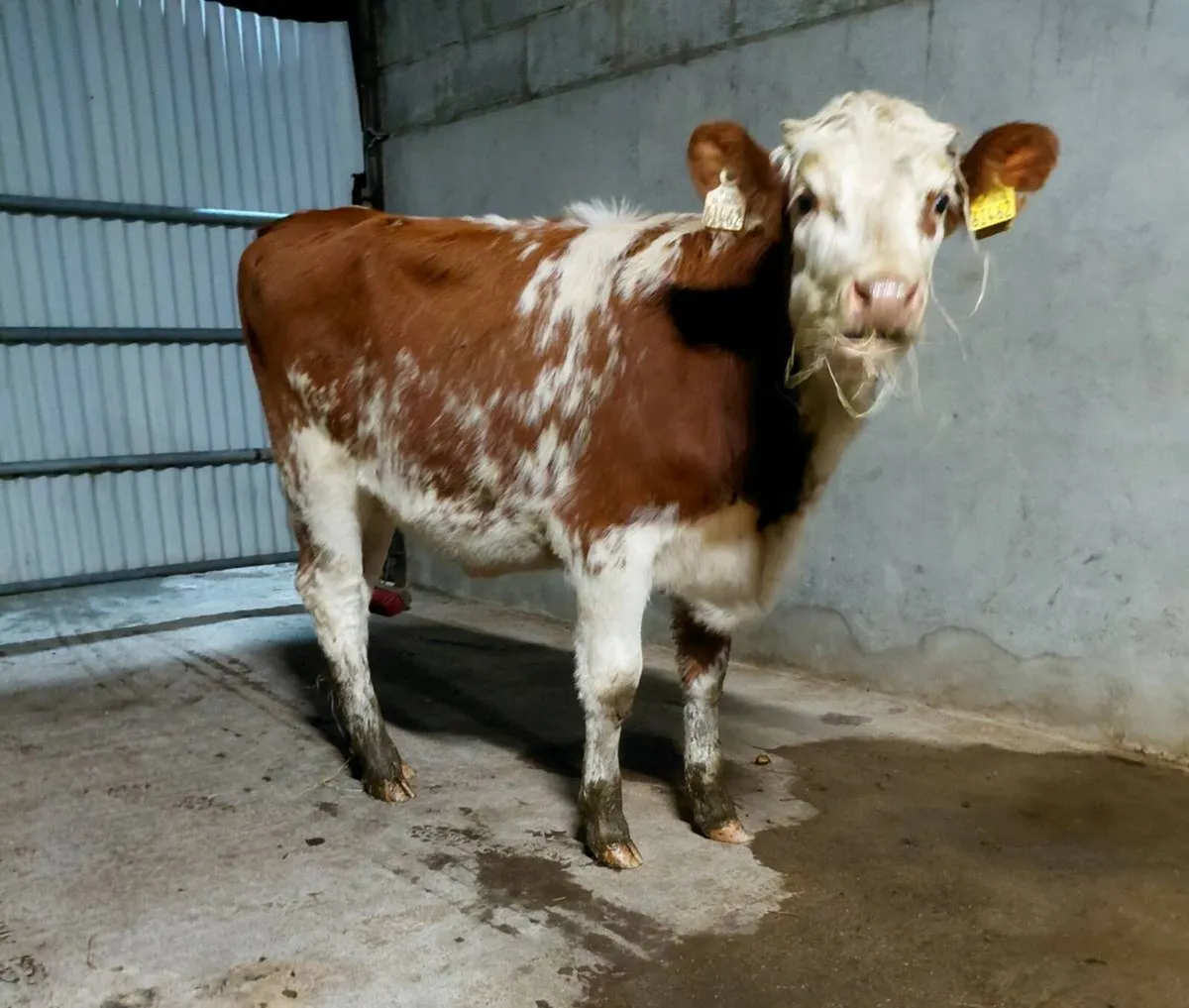 Super cow maker. - Image 2