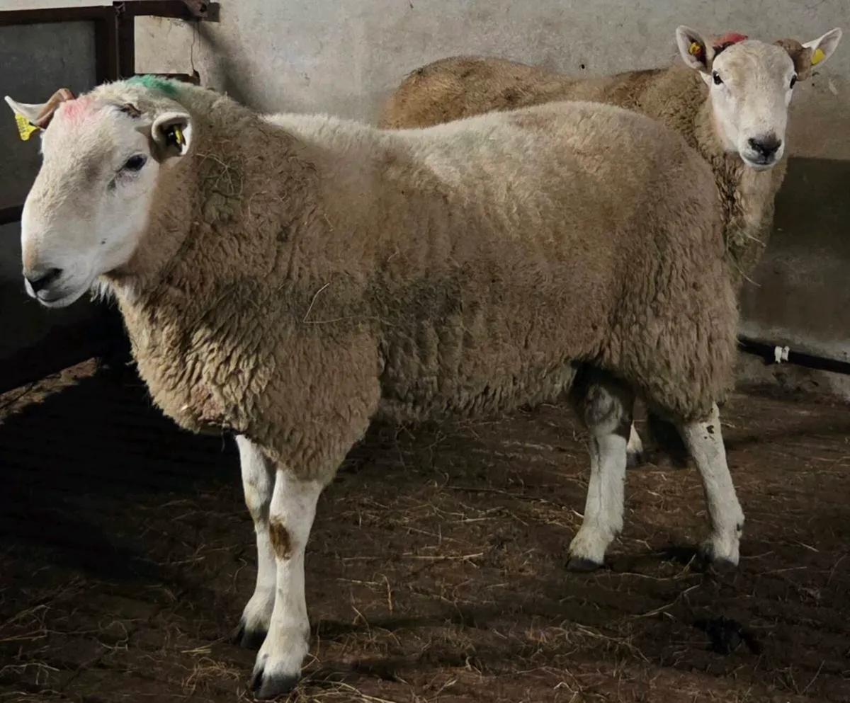 Rams - Image 2