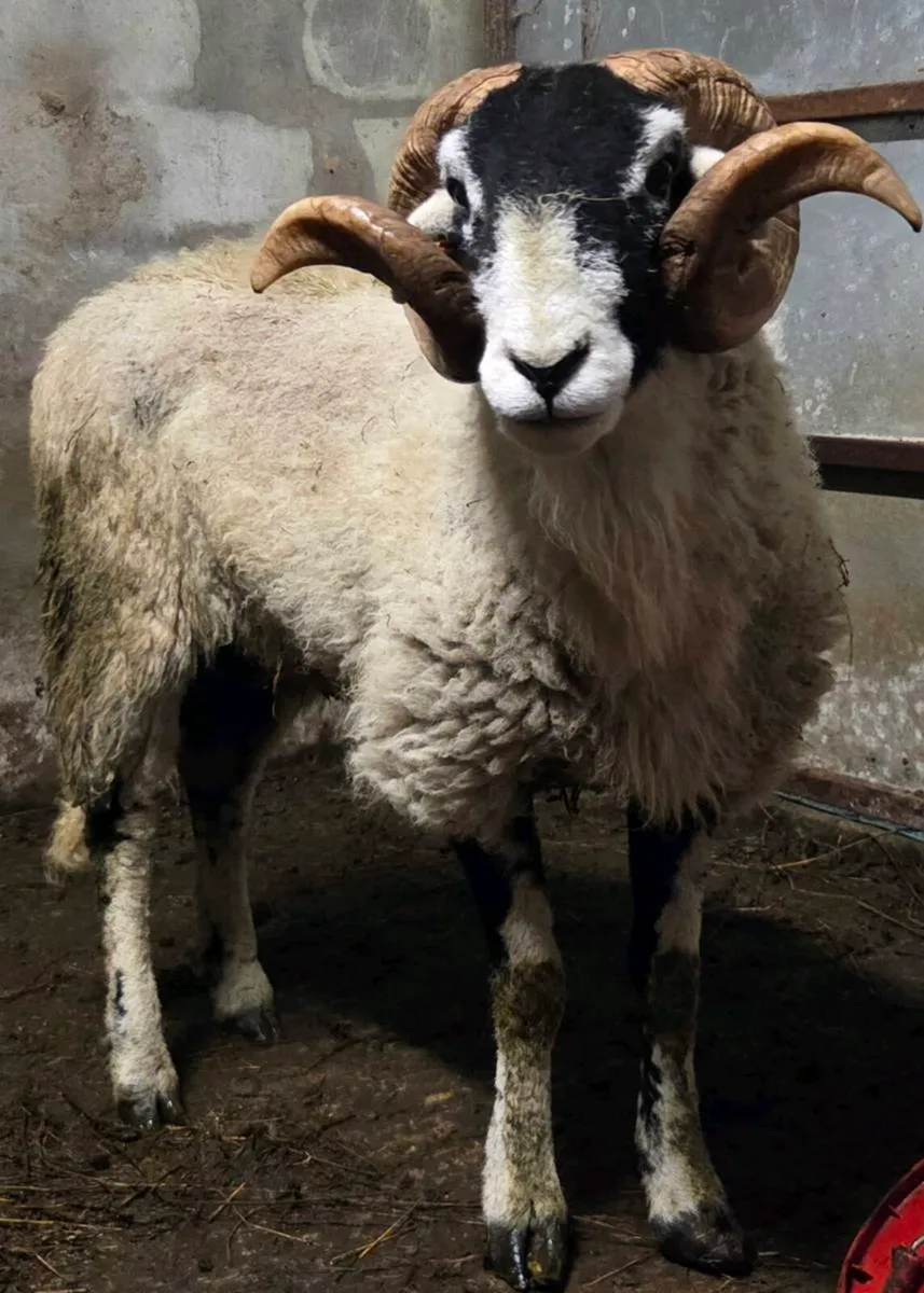 Rams - Image 4