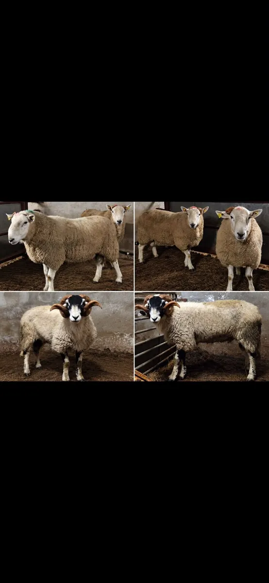 Rams - Image 1