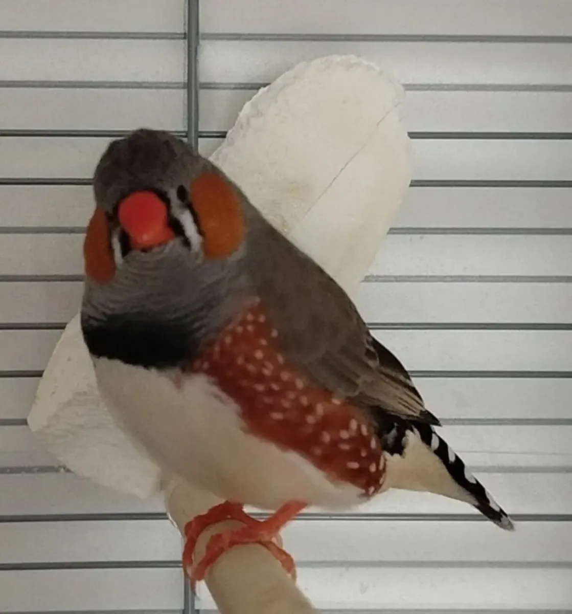Zebra finch-For trade or sale. - Image 3