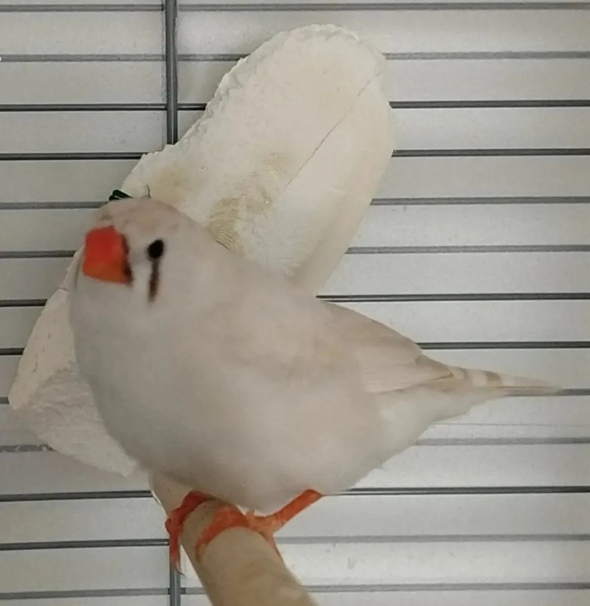 Zebra finch-For trade or sale. - Image 4