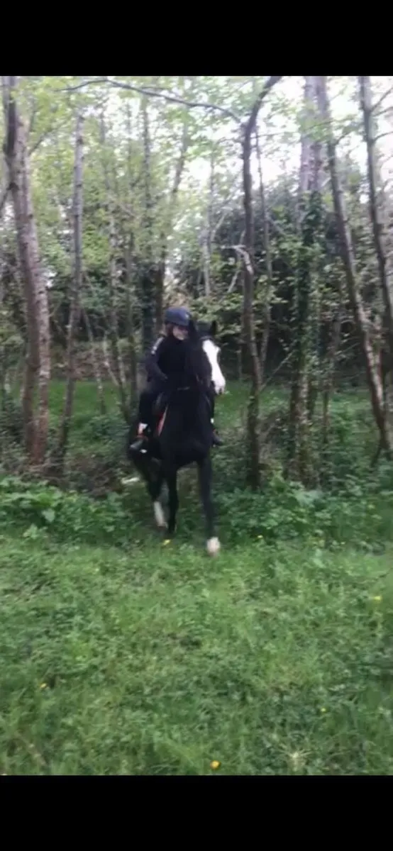 13.2 pony - Image 1