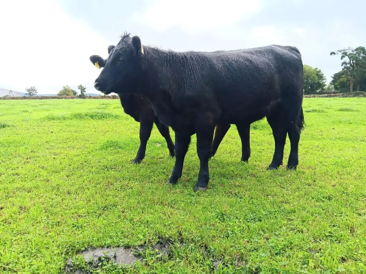 AA heifers for sale - Image 1