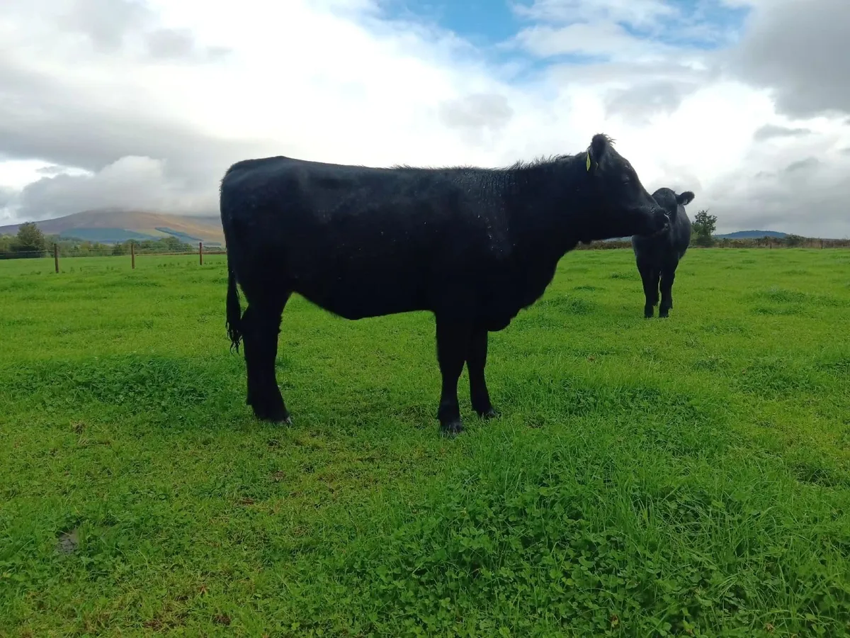 AA heifers for sale - Image 3