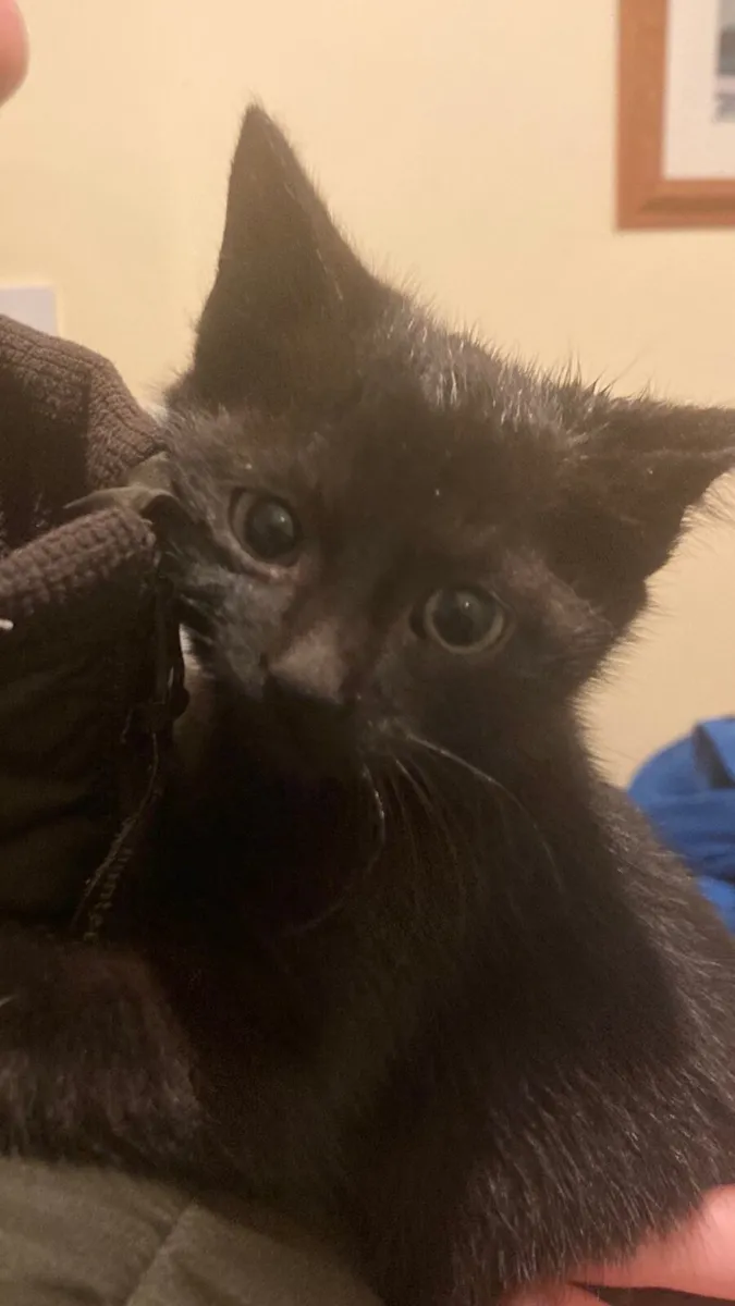 Kittens - Image 1