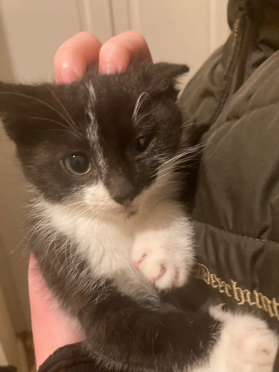Kittens - Image 2
