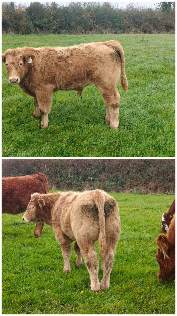 Quality Weanling Castlerea Mart 29/10/26 - Image 2
