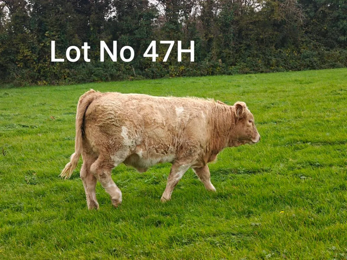 Quality Weanling Castlerea Mart 29/10/26 - Image 3