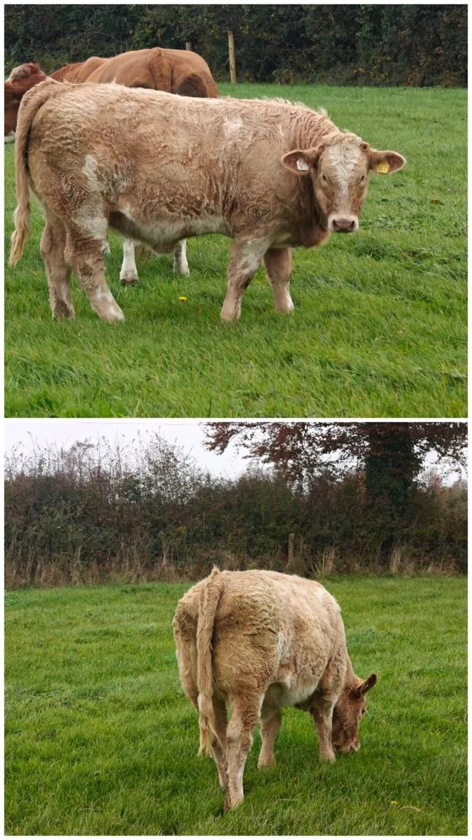 Quality Weanling Castlerea Mart 29/10/26 - Image 4