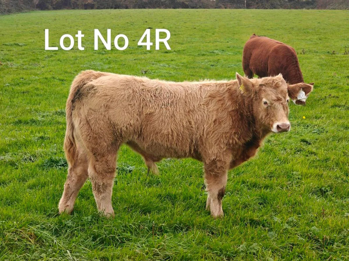 Quality Weanling Castlerea Mart 29/10/26 - Image 1