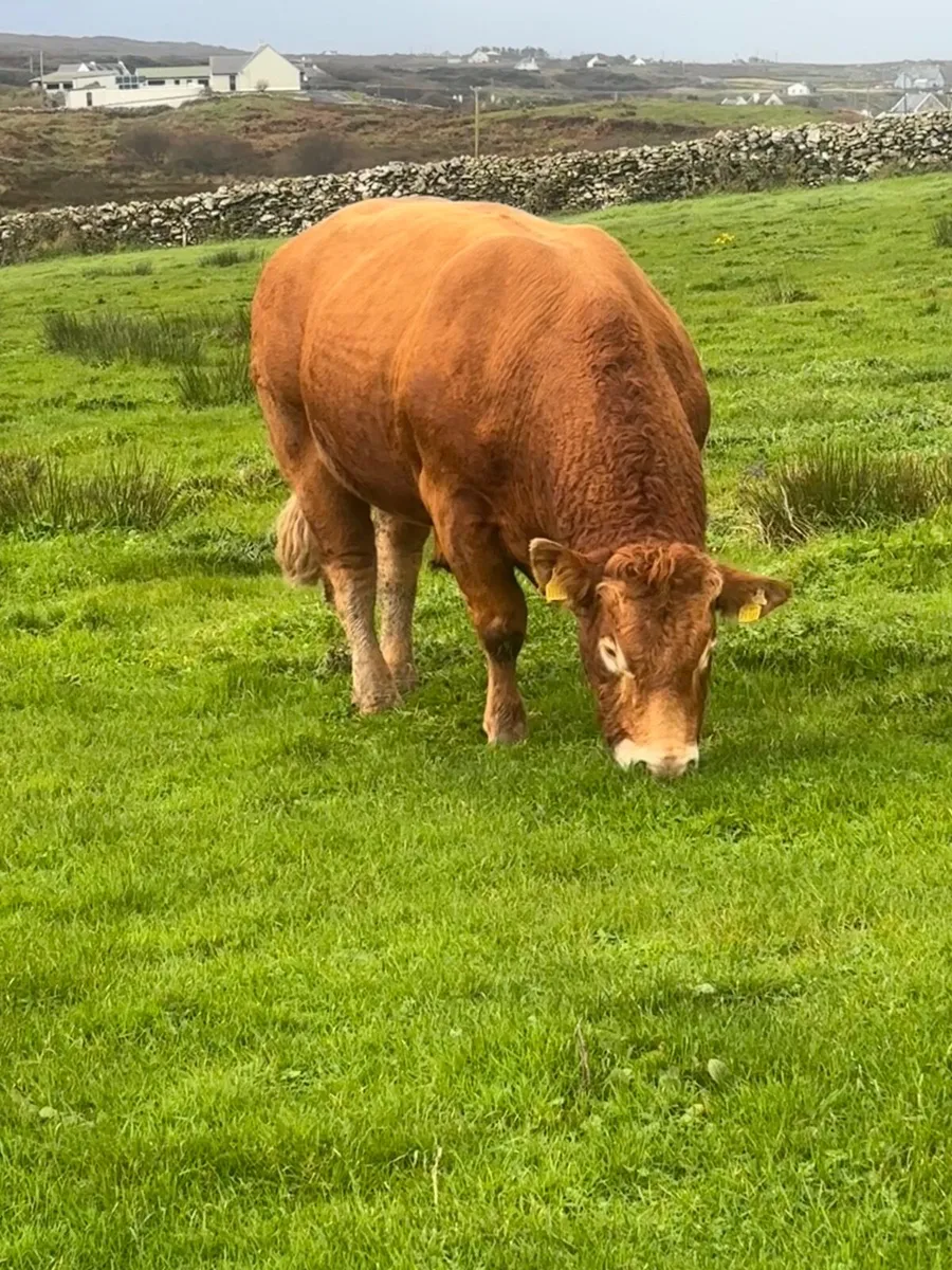 Limousine Bull - Image 2