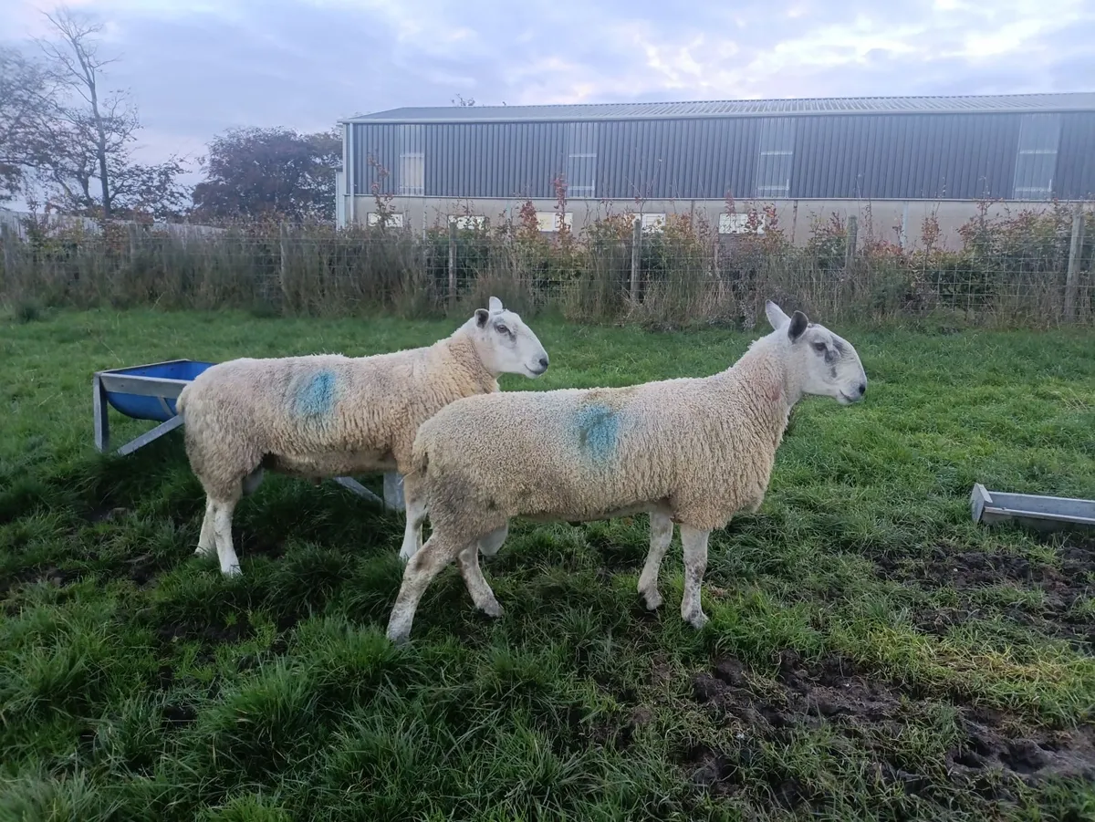 Blue Leicester and Aberfield Shearling Rams - Image 1