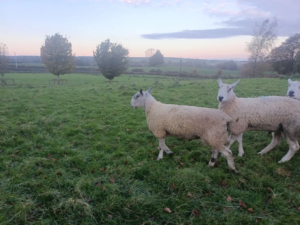 Blue Leicester and Aberfield Shearling Rams - Image 2