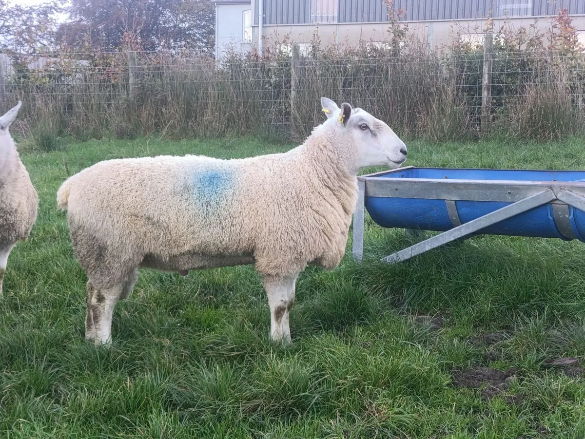 Blue Leicester and Aberfield Shearling Rams - Image 4