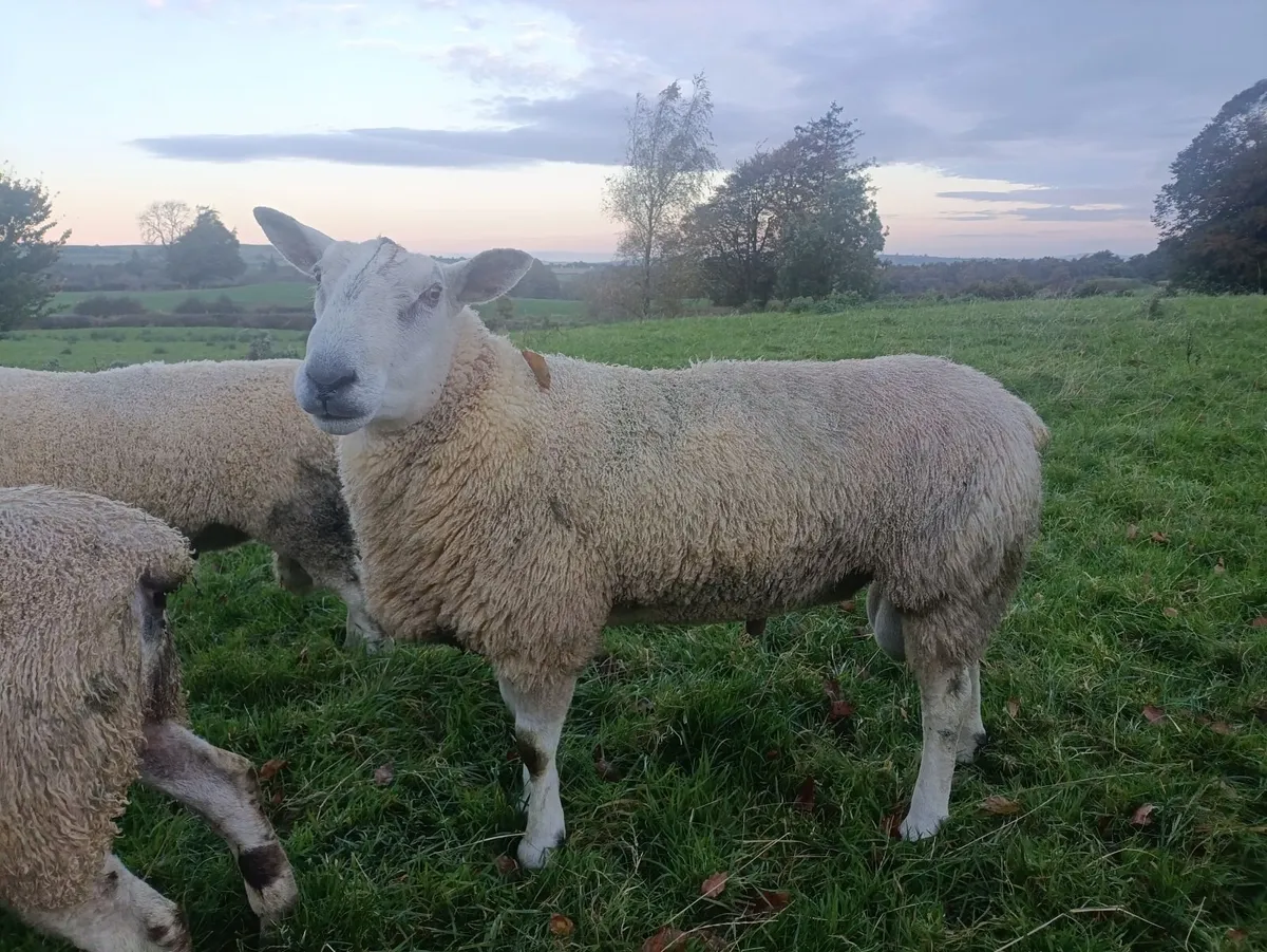 Blue Leicester and Aberfield Shearling Rams - Image 3